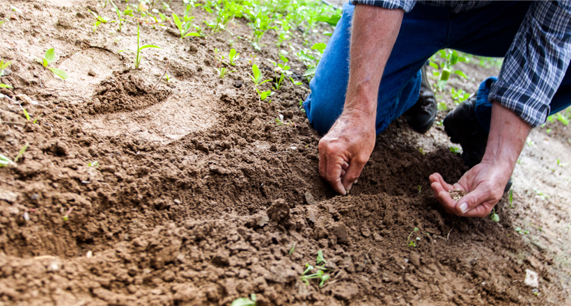 planting seeds in soil