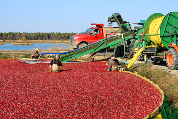 Cranberry harvest