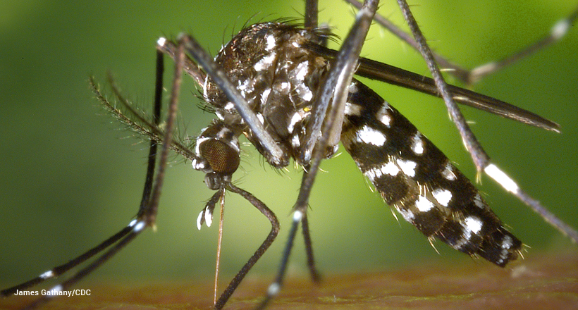 Asian Tiger Mosquito, Aedes albopictus