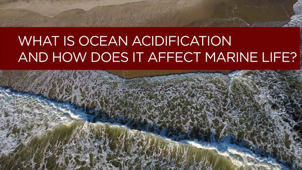 What Is Ocean Acidification and How Does It Affect Marine Life? – New