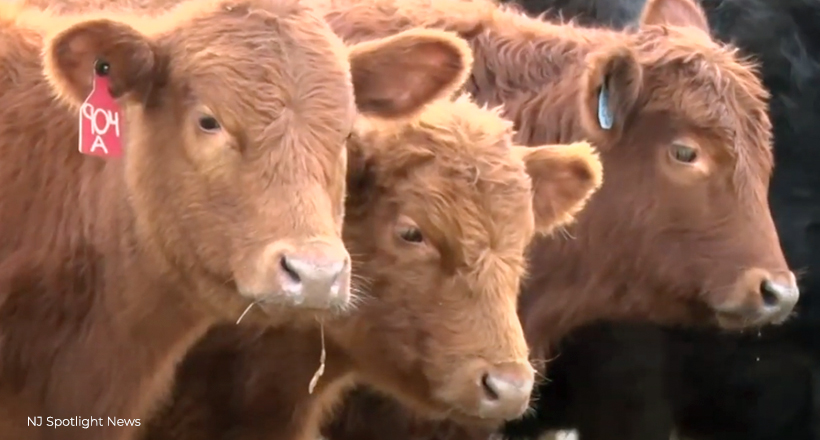 Cattle at Duke Farms