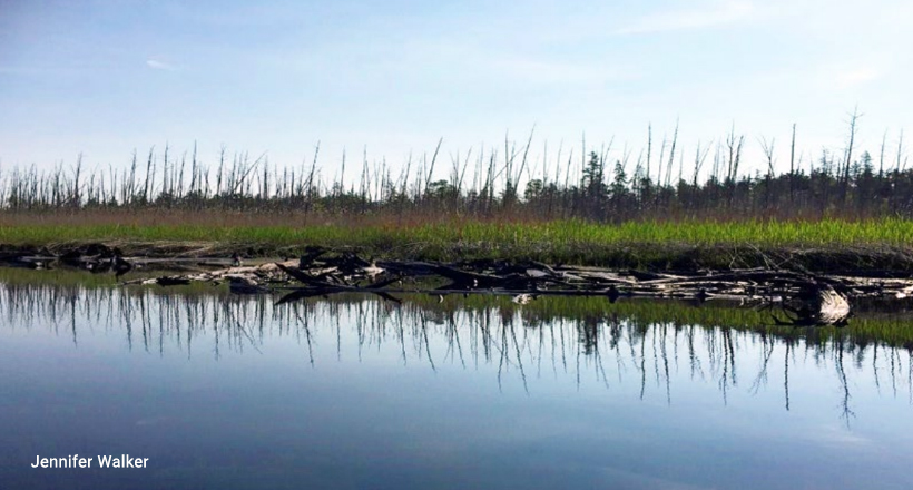 Coastal Forest