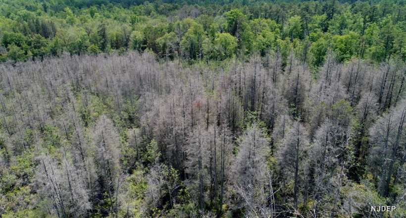 Atlantic white cedar ghost forest