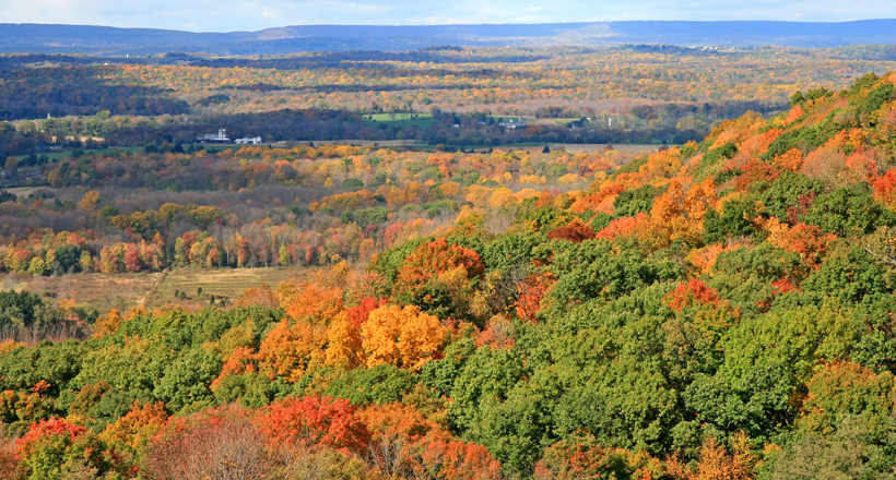 Forest in New Jersey