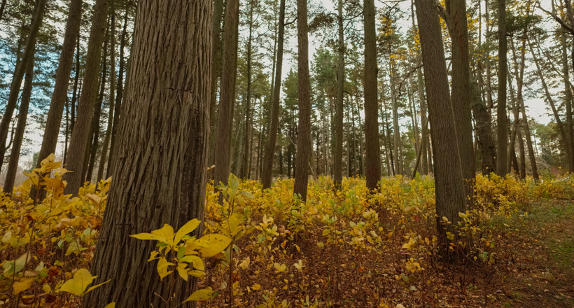 New Jersey Pinelands