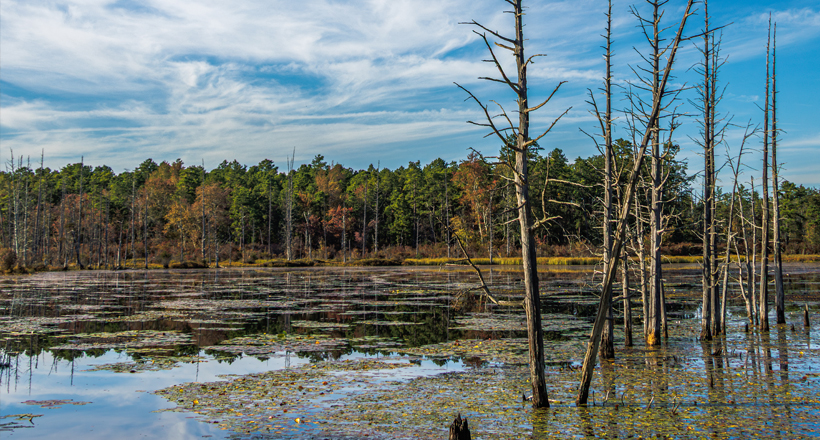 Pinelands wetlands