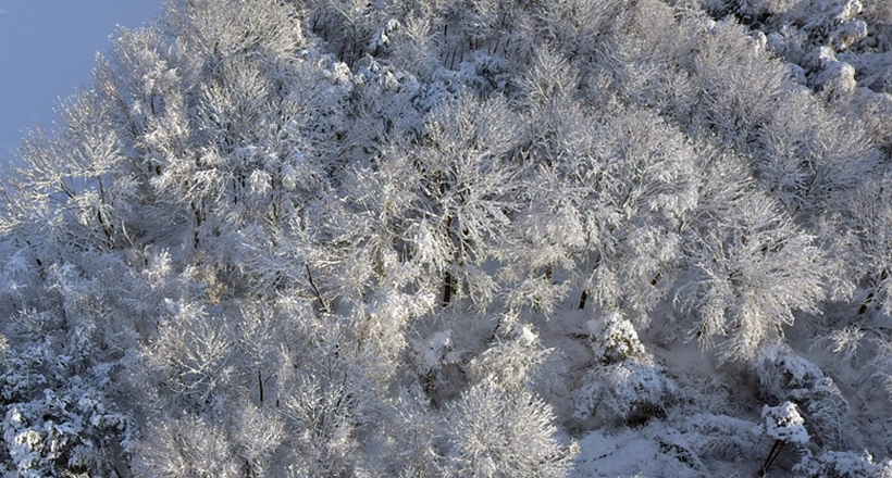 Snow covered trees, Hunterdon County NJ