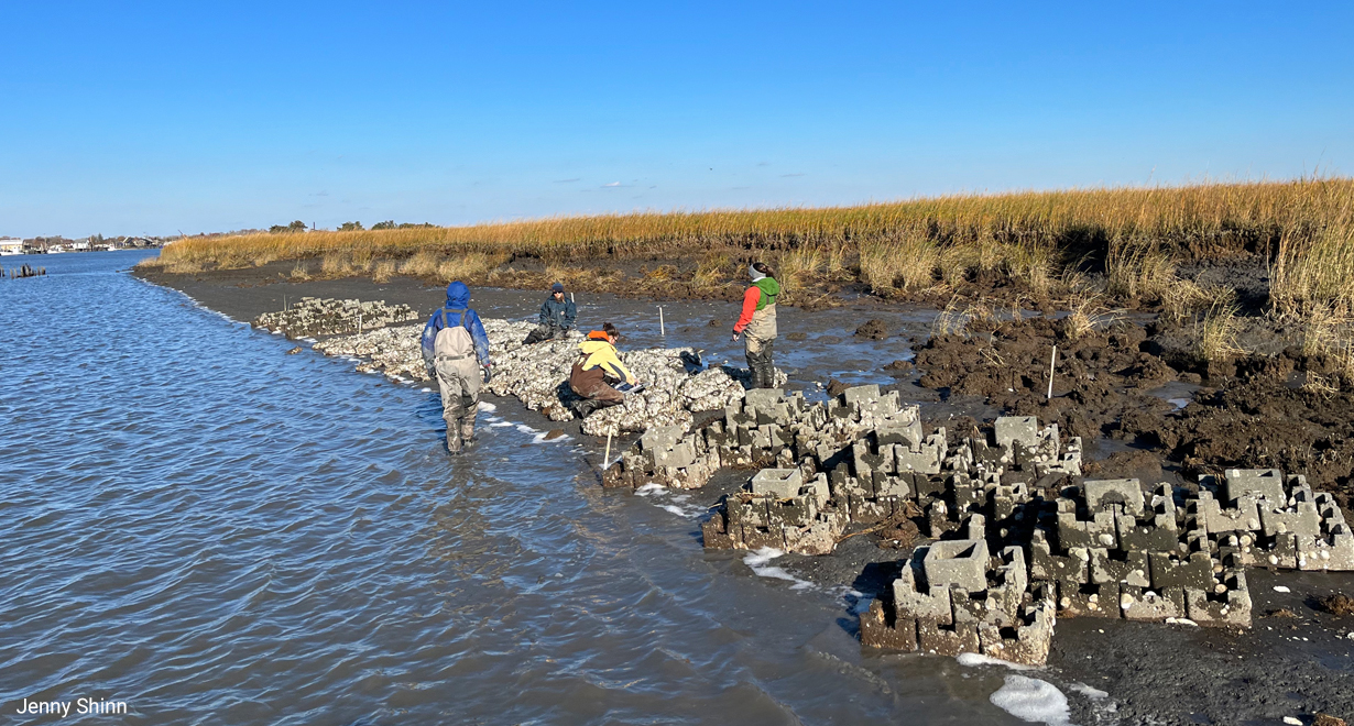 Scientists monitor constructed oyster reef in Port Norris, NJ