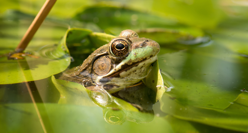 frog in New Jersey pond
