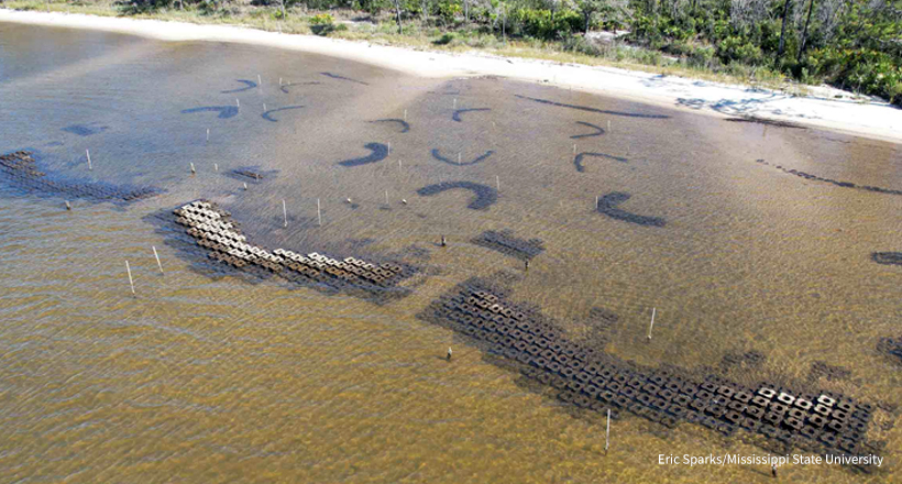 Living Shoreline